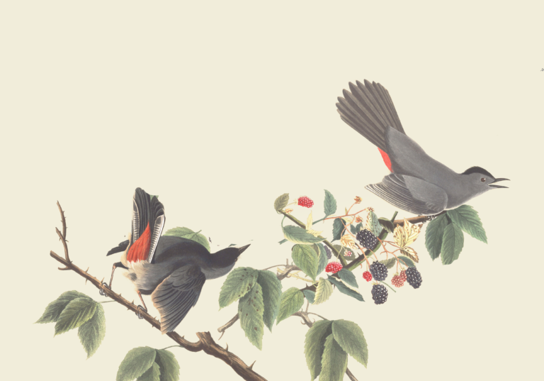 Audubon Catbird HEADER for g Profile