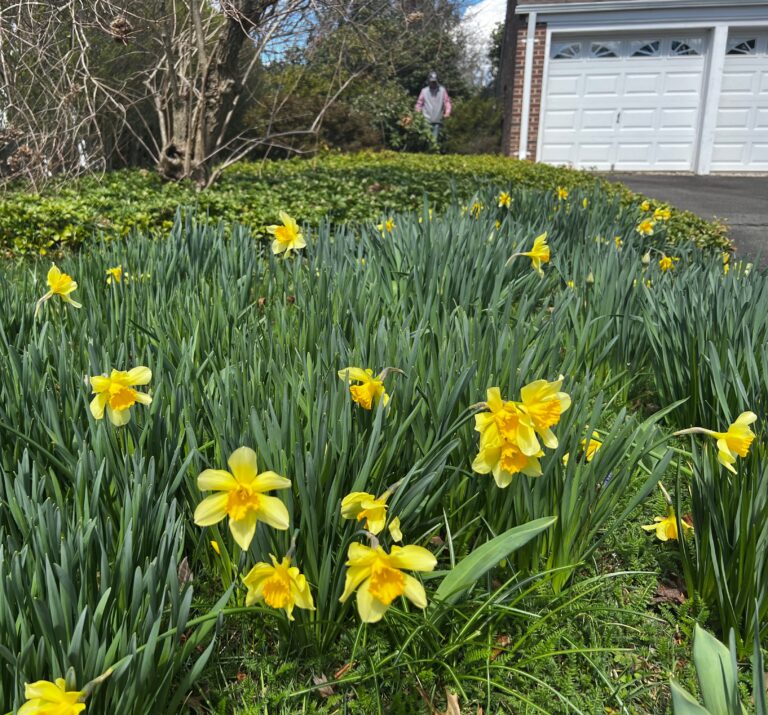 IMG 2394 Driveway Daffs  768x715