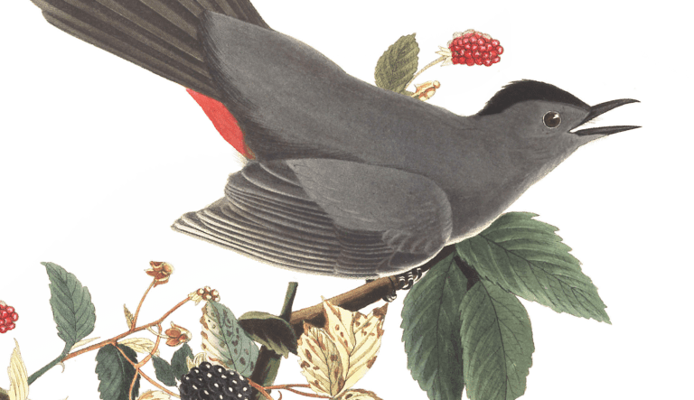 Audubon Catbird CLOSEUP