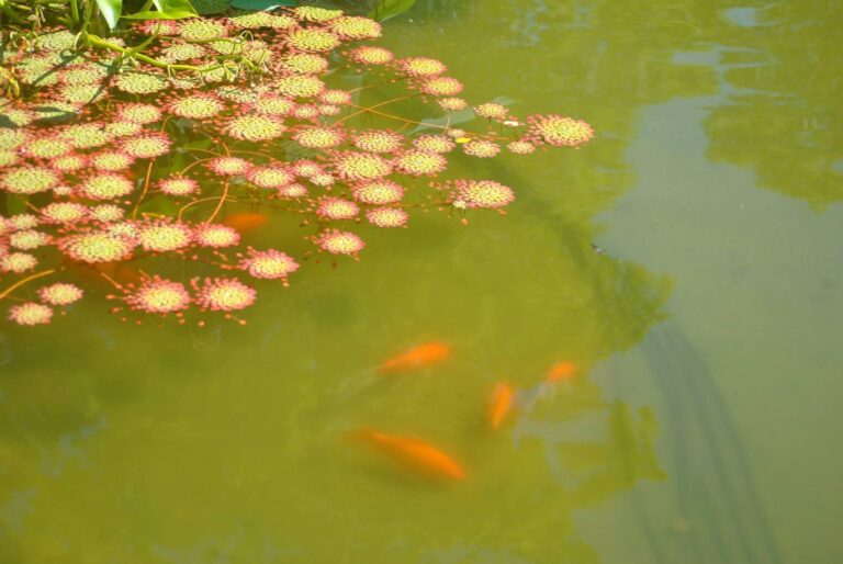 IMG 0103 koi pond 768x514